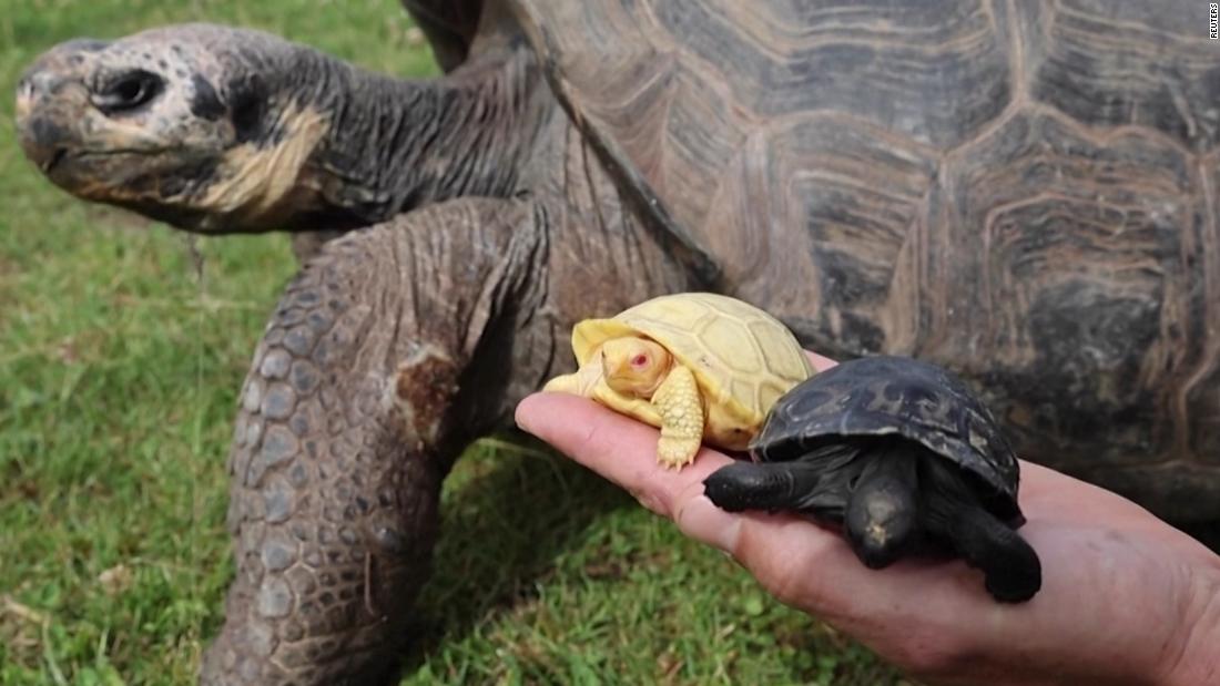 Video: Rare albino Galapagos giant tortoise born at Swiss zoo – CNN Video