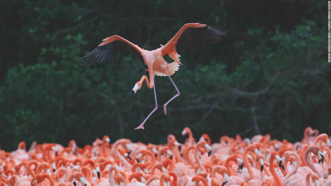 these-mesmerizing-photos-show-the-secret-lives-of-flamingos