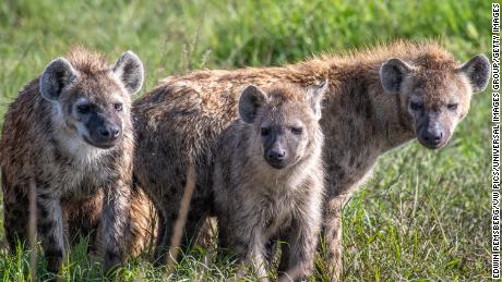 A hiena manchada, também conhecida como hiena risonha, é exibida na Reserva Nacional Maasai Mara, no Quênia.