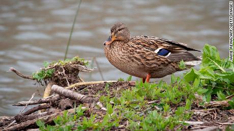 A female mallard waddles at the S&#39;Albufera nature reserve on the island of Mallorca in 2021.