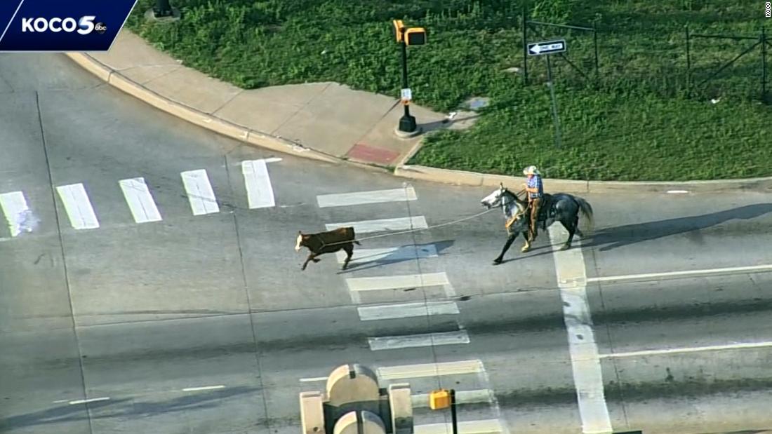 Watch cowboy lasso cow loose on busy interstate – CNN Video