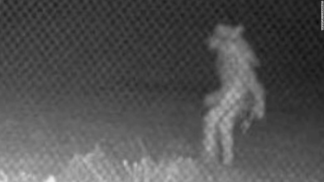 Video: Mystery creature is caught on camera at Amarillo, Texas, zoo