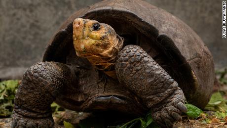Se pensaba que la especie de tortuga de Galápagos estaba extinta hasta que se descubrió una hembra solitaria