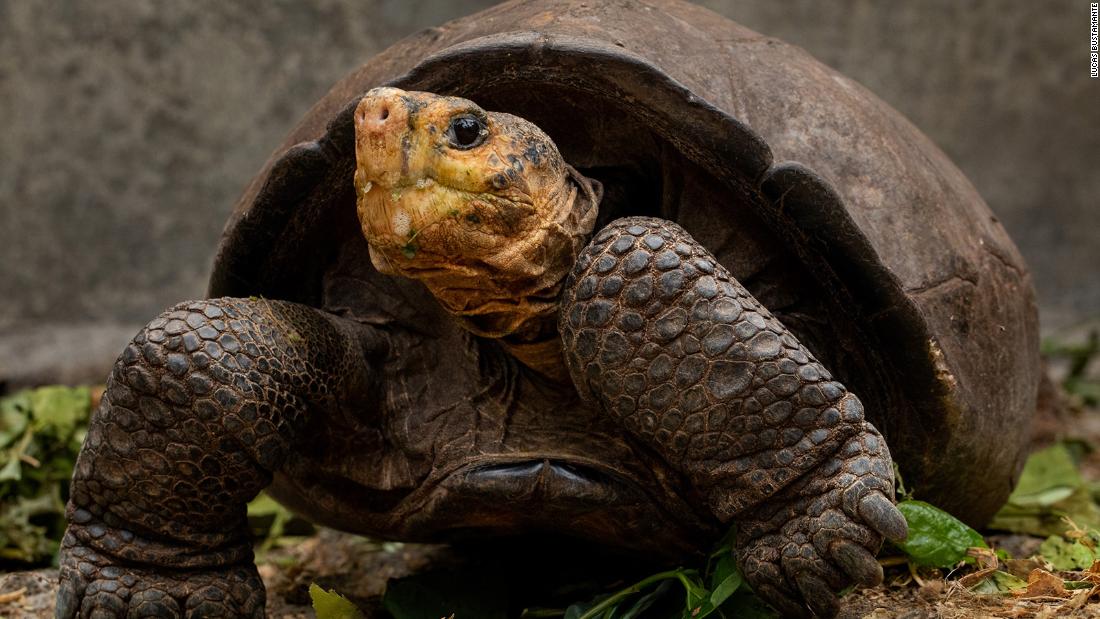 Galapagos tortoise species thought to be extinct until a female loner's  discovery | CNN