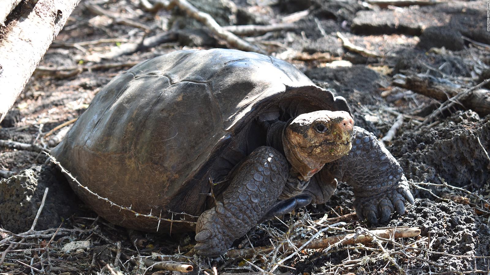 Galapagos tortoise species thought to be extinct until a female loner's ...