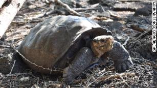 Galapagos tortoise species thought to be extinct until a female loner's ...