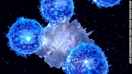 T lymphocytes are activated by dendritic cells to carry out an immune response.