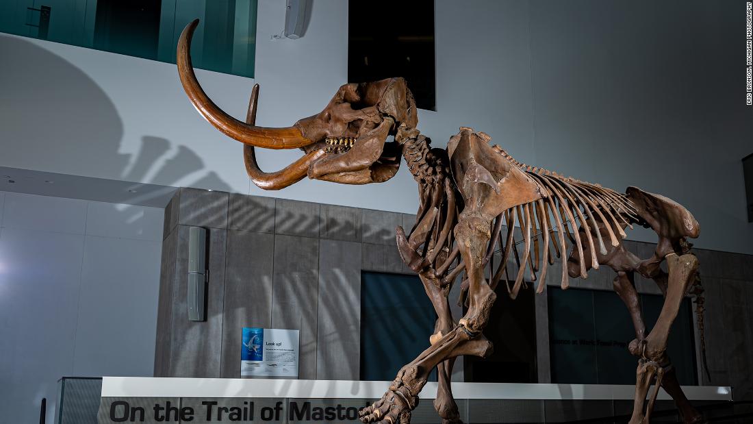 A male mastodon suffered a brutal injury before he died 13200 years ago – CNN