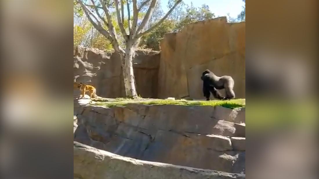 Gorillas chase unwanted guest in zoo enclosure – CNN Video