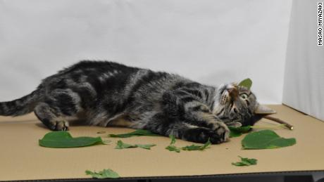Un gato que participa en el estudio rueda sobre las hojas de una planta de uva plateada. 