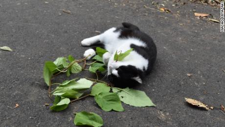 A  cat rolls and rubs its body against leaves from a silver vine plant. 
