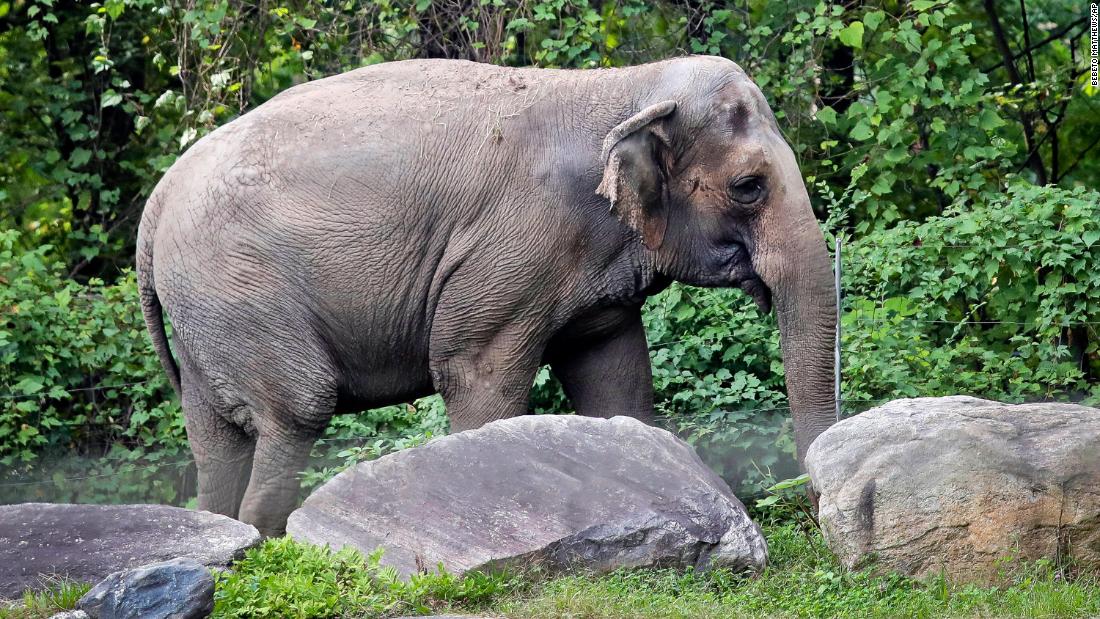 Court rejects civil rights group's effort to free elephant in Bronx Zoo, ruling she is not entitled to same rights as a 'person'