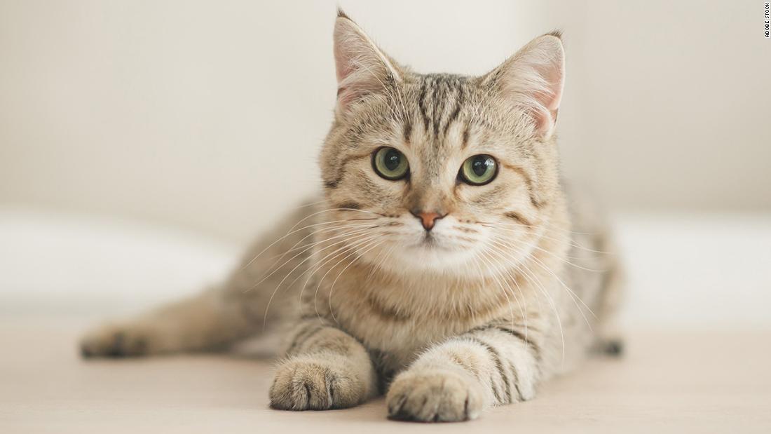 Why cats go so crazy for catnip – CNN