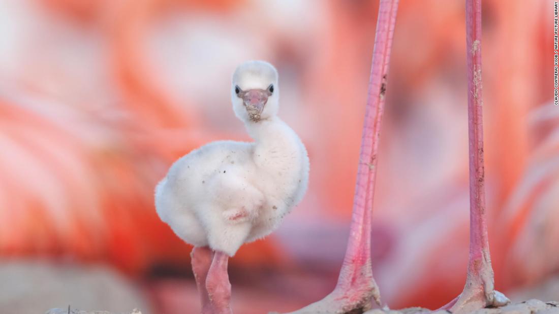 The conservation photographer capturing mesmerizing images of Mexico’s flamingos