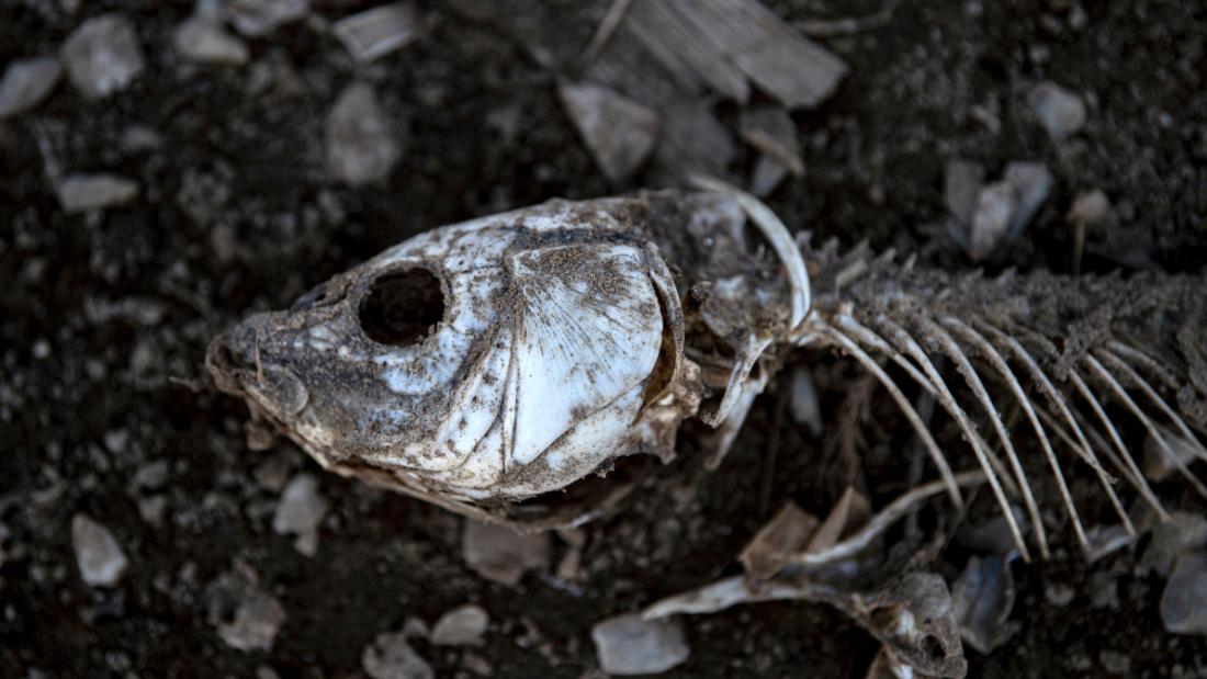 13-year drought turns lake into desert, kills hundreds of animals