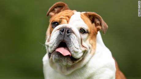 English bulldogs bred to look cute suffer from major health issues, vets say. 