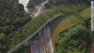 Wildlife crossings around the world CNN