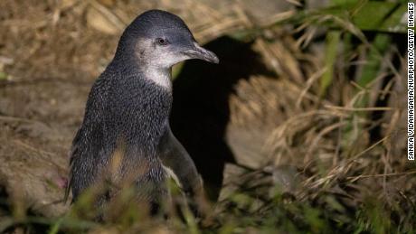 Dead little blue penguins keep washing ashore in New Zealand.  Experts say climate change may be to blame