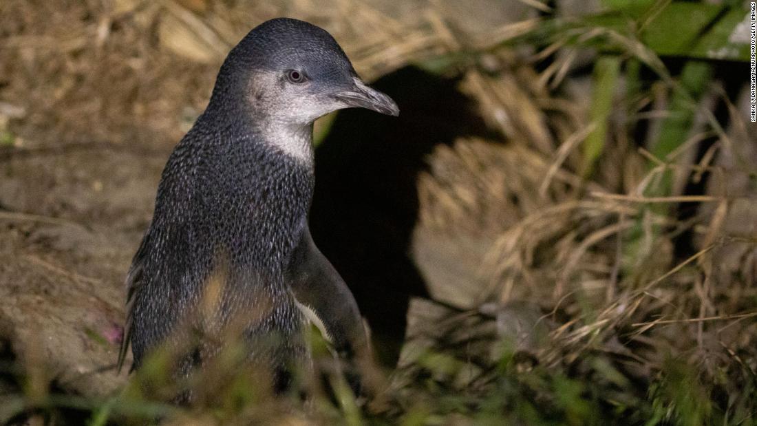Dead little blue penguins keep washing ashore in New Zealand. Experts say climate change may be to blame