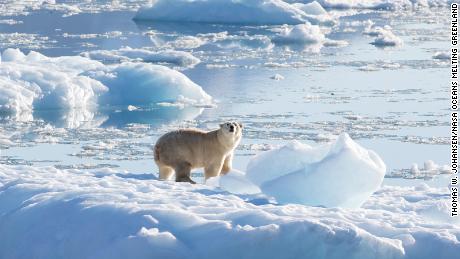 A Newly Documented Population of Polar Bears Lives in a Surprising Place