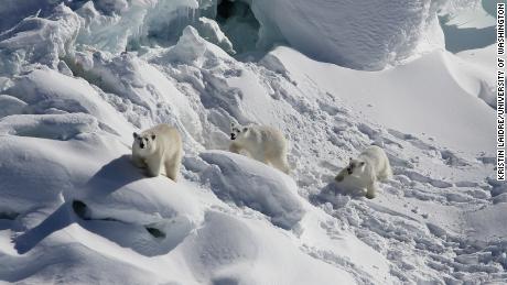 An adult polar bear (left) and two one-year-old cubs walk across snow-covered freshwater glacier ice in March 2015. 
