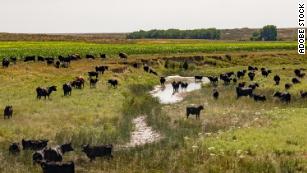 At least 2,000 cattle deaths reported due to heat, humidity in southwest Kansas