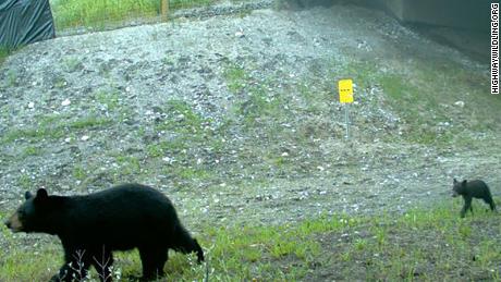 Camera trap footage shows a bear and her cubs walking through an underpass in Alberta.