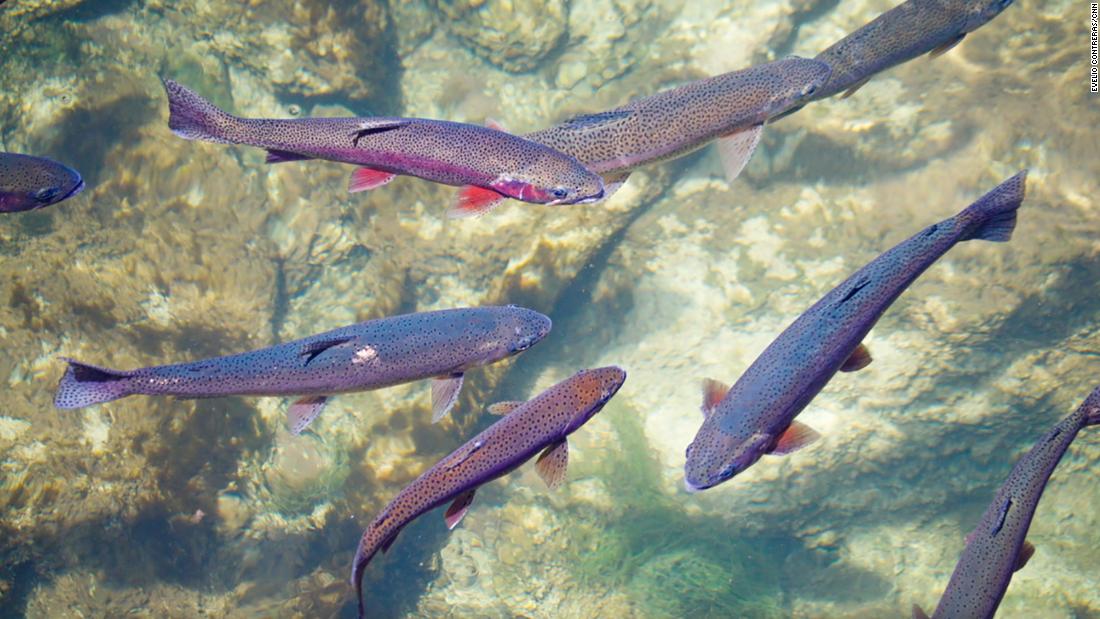 Fly fisherman come from all over the world to fish the Green River&#39;s rainbow and brown trout.