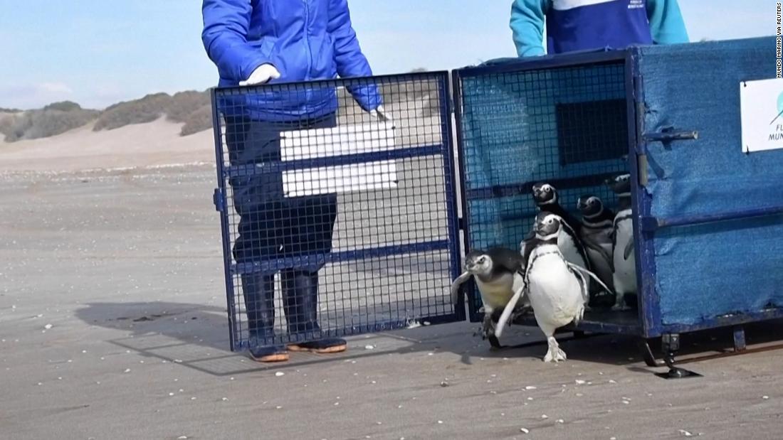 Heartwarming video shows penguins return home after being rehabbed in Argentina – CNN Video