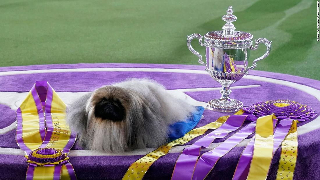 Westminster Dog Show 2022 Time, schedule and what to know CNN