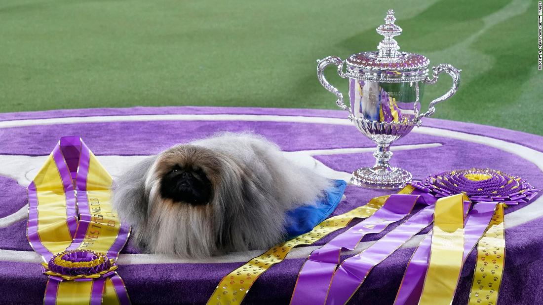 Here’s how to watch this year’s Westminster Kennel Club Dog Show