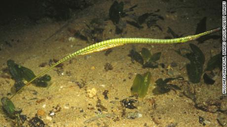 A male spotted pipefish (Stigmatopora argus) carries eggs in the pouch under its tail until they hatch off Edithburgh on South Australia's Yorke Peninsula.