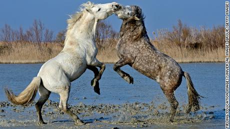 Stallions fight in the marshes of the Camargue in Provence in France.