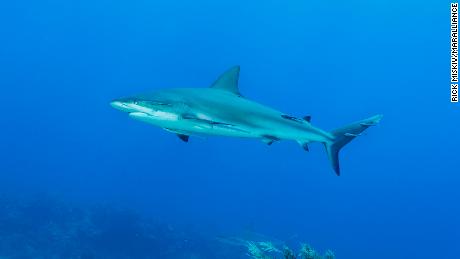 Carribean reef sharks are listed as endangered by the IUCN due to threats from fishing and habitat loss. 