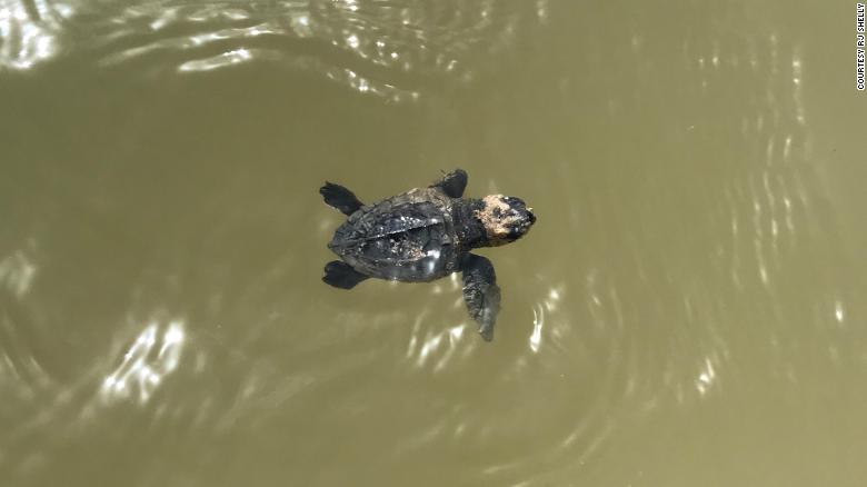 For the first time, a sea turtle has laid its eggs on this Texas beach