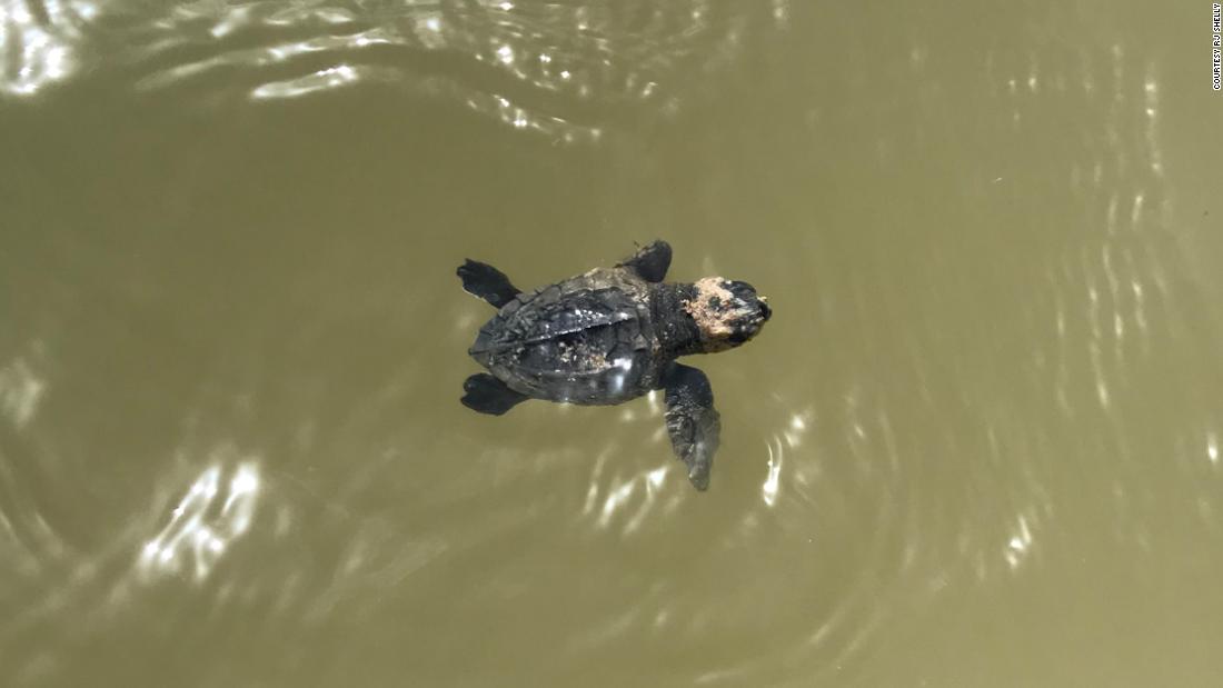 For the first time, a sea turtle has laid its eggs on this Texas beach