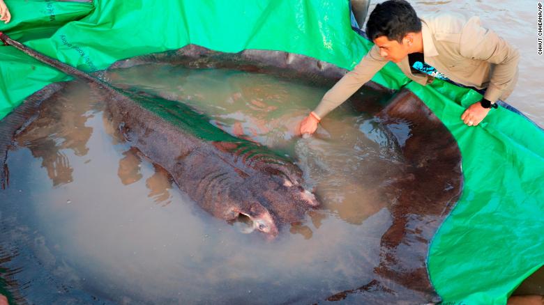 World’s biggest freshwater fish, a 660-pound stingray, caught in Cambodia