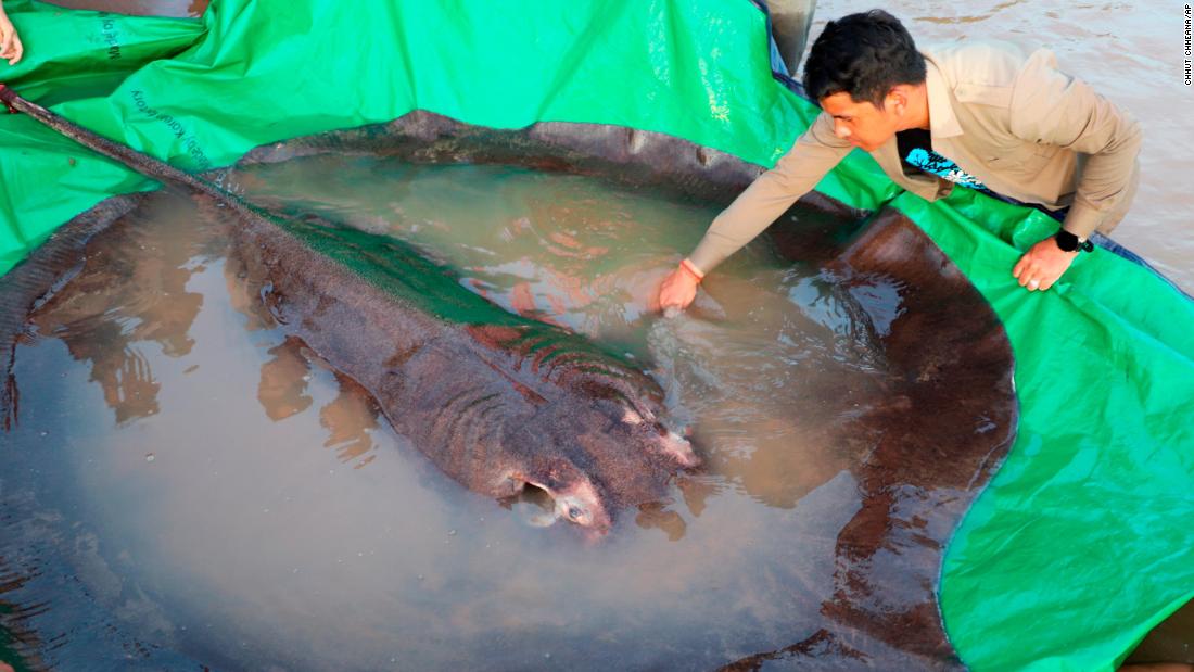 World’s biggest freshwater fish, a 660-pound stingray, caught in Cambodia – CNN