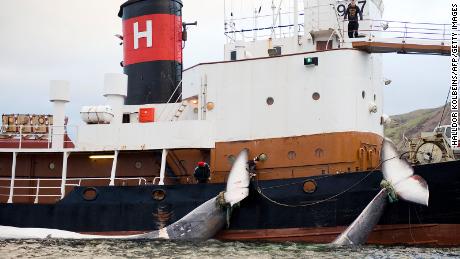 Tourists are back in Iceland.  But so is whale hunting.