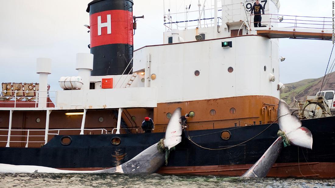 Tourists are back in Iceland. But so is whale hunting