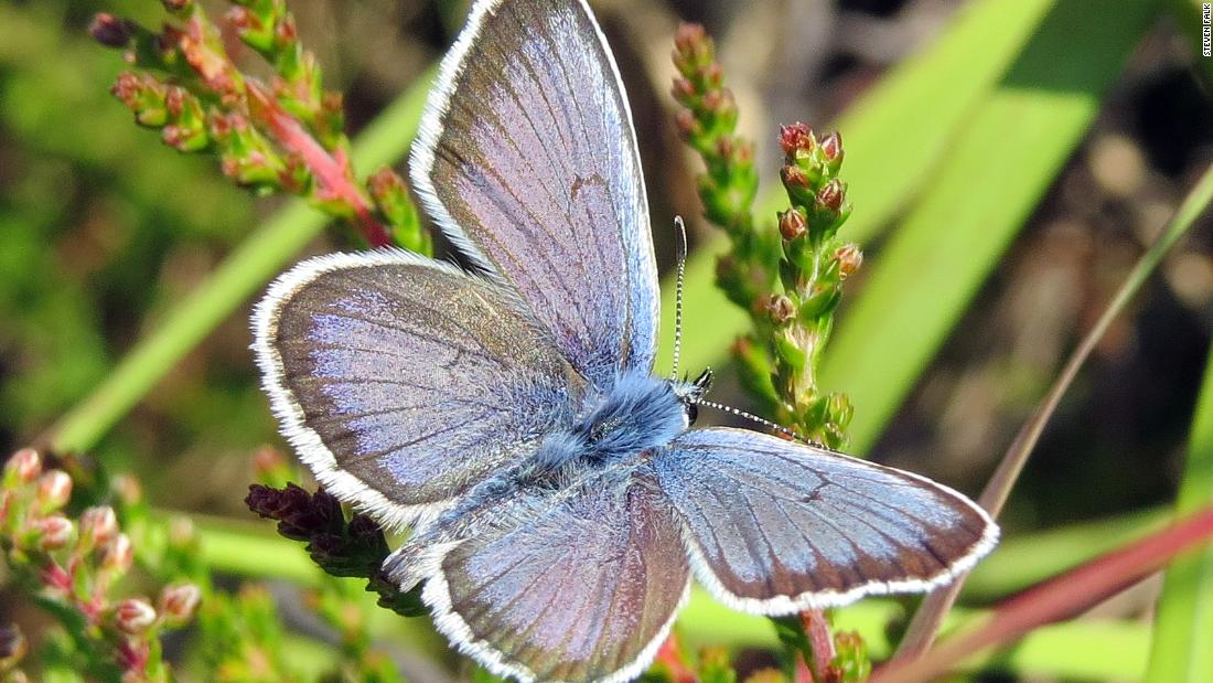 Found mostly in southern England, the distribution of the silver-studded blue wing has &lt;a href=&quot;https://butterfly-conservation.org/butterflies/silver-studded-blue&quot; target=&quot;_blank&quot;&gt;decreased by 64% since the 1970s&lt;/a&gt;, largely due to habitat loss.