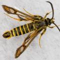 Buglife Six-belted Clearwing