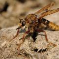 Buglife Hornet robberfly
