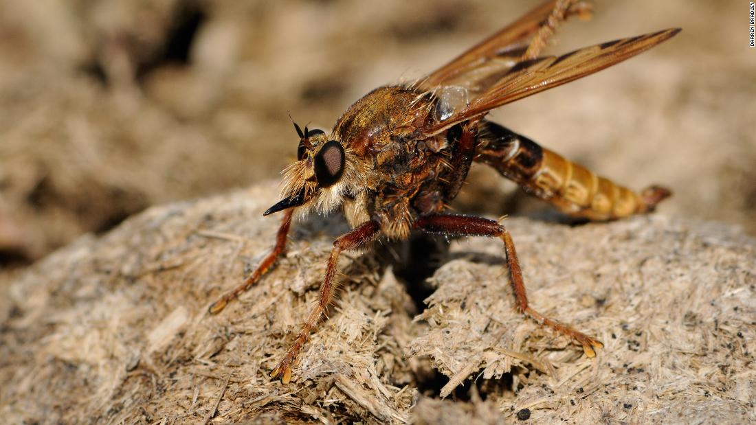 An increase in nectar-rich grasslands and heathlands can help protect the population of predator species like the hornet robberfly, which &lt;a href=&quot;https://www.wildlifetrusts.org/wildlife-explorer/invertebrates/flies/hornet-robberfly&quot; target=&quot;_blank&quot;&gt;catches dung beetles, bees and grasshoppers&lt;/a&gt;, maintaining the balance of the ecosystem. 