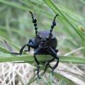 buglife black oil beetle
