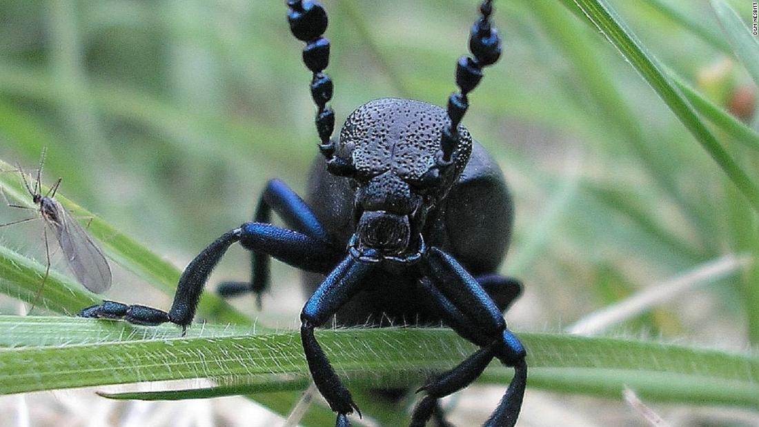Wildflower-rich grasslands and heathlands are important for maintaining connectivity and biodiversity. Other species depend on pollinators for survival, for instance The black oil beetle thrives in those areas and is largely dependent on the &lt;a href=&quot;https://cdn.buglife.org.uk/2019/08/Oil-Beetle-national-survey-leaflet-for-web_5-species.pdf&quot; target=&quot;_blank&quot;&gt;diversity of wild bees&lt;/a&gt;.