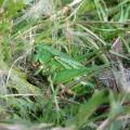 Buglife wart-biter bush cricket