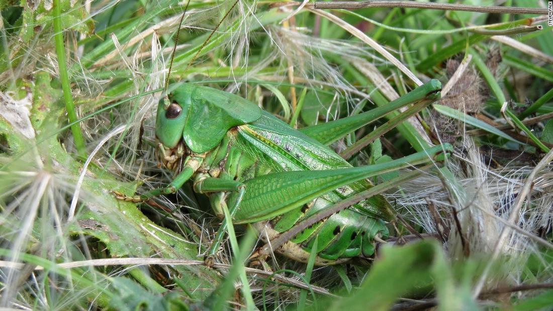 The rare wart-biter bush cricket relies on grasslands for its habitats and is protected under the UK&#39;s 1981 &lt;a href=&quot;https://www.google.com/search?q=wildlife+and+countryside+act+1981+wart+biter&amp;sxsrf=ALiCzsZ1Vg-ZBfzuBQY-WSCO5bfxwTpmBg%3A1654702825187&amp;ei=6cKgYoKAC4uG8gKNjYzICQ&amp;ved=0ahUKEwjCmOqwmJ74AhULg1wKHY0GA5kQ4dUDCA4&amp;uact=5&amp;oq=wildlife+and+countryside+act+1981+wart+biter&amp;gs_lcp=Cgdnd3Mtd2l6EAMyBQgAEKIEOgcIIxCwAxAnOgcIABBHELADOgYIABAeEBY6BQghEKABOgcIIRAKEKABOgQIIRAVSgQIQRgASgQIRhgAUPAFWJUWYN4ZaAJwAXgAgAF9iAG1BpIBBDEwLjGYAQCgAQHIAQrAAQE&amp;sclient=gws-wiz&quot; target=&quot;_blank&quot;&gt;Wildlife and Countryside Act&lt;/a&gt;.