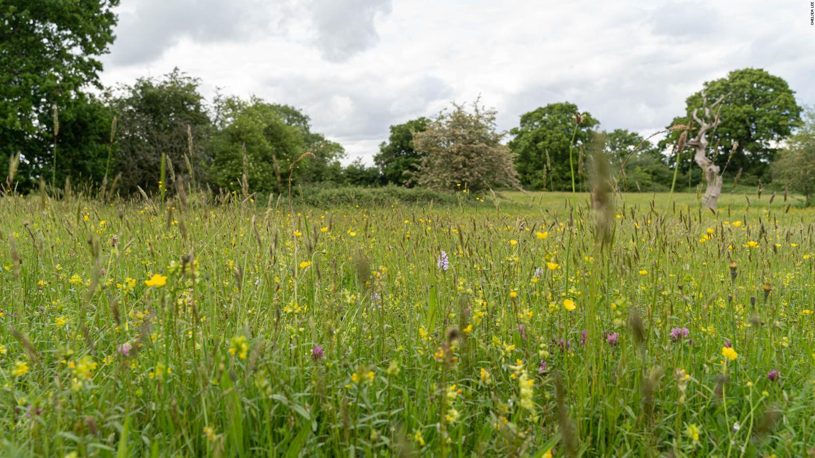 Growing A 150,000-hectare Highway For UK's Insect 'commuters' - CNN