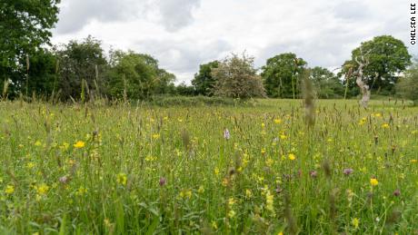 A variety of wildflowers can be seen in the Melverley Meadows in Shropshire, UK.